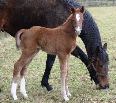 2012 chesnut filly by Mastercraftsman